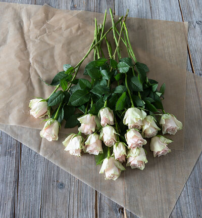 Rosa roser Rosa roser